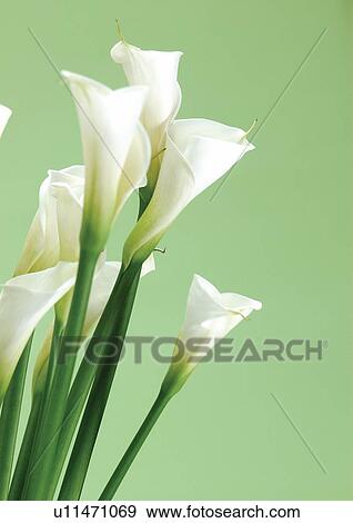 Stock Photo - grown, bloom, horticulture, cultivated, petals, flower, close-up. Fotosearch
