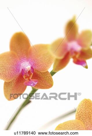 Stock Image - grown, grow, plant, botany, plantation, plant life. Fotosearch
