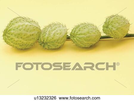 horticulture, environment, vegetation, beauty, wild, bloom, growth View Large Photo Image Stock Photograph - horticulture, environment, vegetation, beauty, wild, bloom, growth. Fotosearch