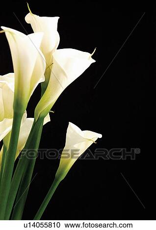 indoors, bloom, wild, grow, close-up, beauty View Large Photo Image Stock Image - indoors, bloom, wild, grow, close-up, beauty. Fotosearch