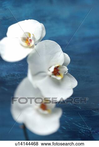 Stock Photo - indoors, flower story, petals, flower, growth, vegetation, wild. Fotosearch