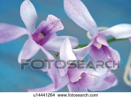 indoors, plant life, natural, bloom, grow, beauty, flower View Large Photo Image Picture - indoors, plant life, natural, bloom, grow, beauty, flower. Fotosearch