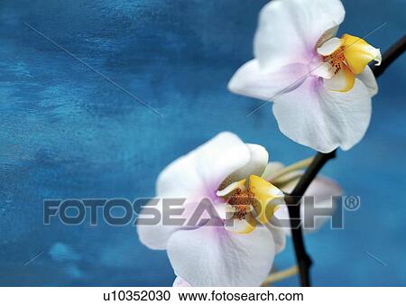 Stock Image - life, plant life, grow, botany, environment, plant. Fotosearch