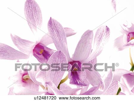 Stock Image - nature, indoors, flower, plant life, plant, grown, close-up. Fotosearch