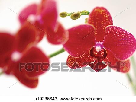 petals, close-up, blossom, plant kingdom, cultivated, bloom View Large Photo Image Stock Image - petals, close-up, blossom, plant kingdom, cultivated, bloom. Fotosearch