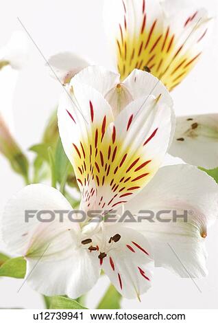 Stock Image - petals, growth, white background, plant kingdom, life. Fotosearch