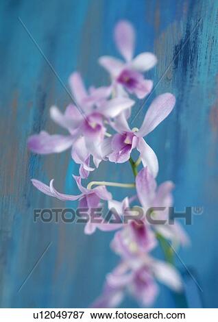 plant, environment, natural, flower story, plant life, grown, life View Large Photo Image Stock Photo - plant, environment, natural, flower story, plant life, grown, life. Fotosearch