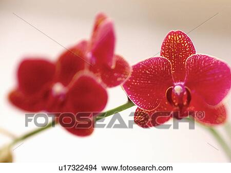 Picture - stamen, indoors, plant, bloom, plant life. Fotosearch
