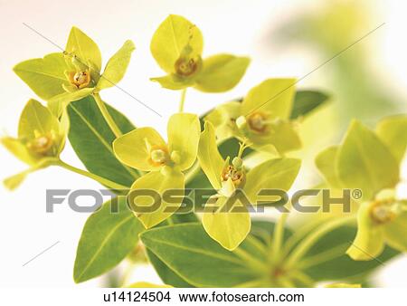 Picture - vegetation, botany, natural, blossom, environment, plantation, flowering plant. Fotosearch