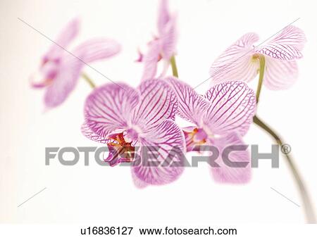 Stock Photo - white background, beauty, plantation, plant, wild, indoors, flora. Fotosearch