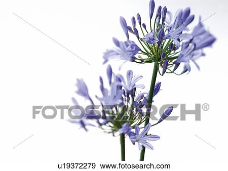 white background, plant kingdom, flowering plant, plantation, nature, life View Large Photo Image Stock Photo - white background, plant kingdom, flowering plant, plantation, nature, life. Fotosearch
