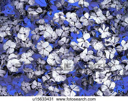 Stock Image - Blossom, Blue, Close-Up, Day, Directly Above. Fotosearch