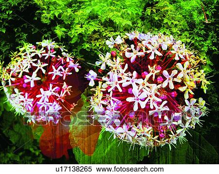 Close-Up, Day, Flower, Flower Head, Green View Large Photo Image Stock Photography - Close-Up, Day, Flower, Flower Head, Green. Fotosearch