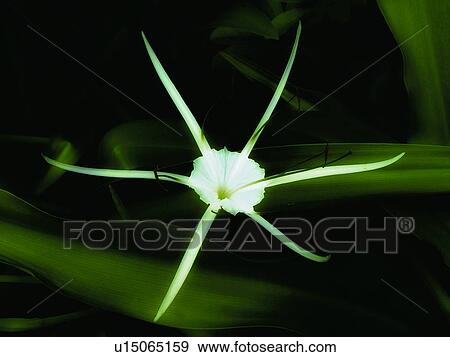 Close-Up, Flower, Flower Head, Focus On Foreground, Green View Large Photo Image Stock Photo - Close-Up, Flower, Flower Head, Focus On Foreground, Green. Fotosearch