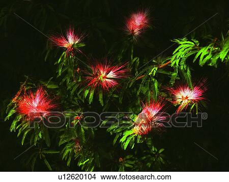 Close-Up, Flower, Green, Leaf View Large Photo Image Picture - Close-Up, Flower, Green, Leaf. Fotosearch