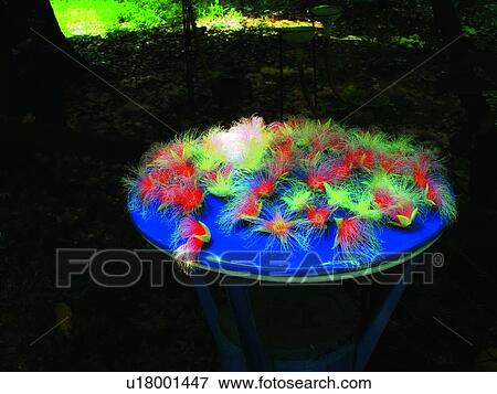 Stock Photo - Close-Up, Flower, Leaf. Fotosearch