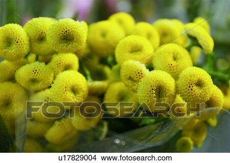 Picture - Close-Up, Nature, Plant, Outdoor, Yellow. Fotosearch