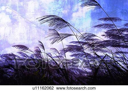 Day, Dense, Field View Large Photo Image Stock Image - Day, Dense, Field. Fotosearch