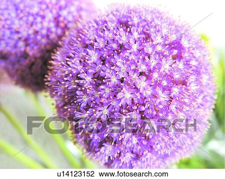 Stock Image - Directly Above, Day, Purple, Close-Up, Plant, Flower, Blossom. Fotosearch