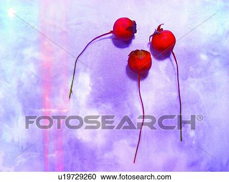 Effects, Close-Up, Three Objects, Stem View Large Photo Image Stock Image - Effects, Close-Up, Three Objects, Stem. Fotosearch