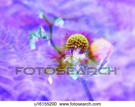 Stock Image - Flower Head, Blossom, Stamen, Close-Up, Fragility. Fotosearch