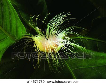 Flower, Plant Life, Growth, Close-Up, Effects View Large Photo Image Stock Image - Flower, Plant Life, Growth, Close-Up, Effects. Fotosearch