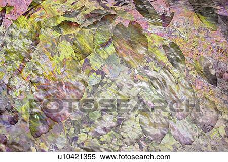 Stock Photography - Flowers, Backgrounds. Fotosearch