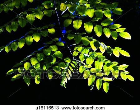 Stock Image - Green, Outdoor, Plant Life, Leaf, Close-Up, Plant. Fotosearch