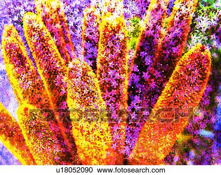 Growth, Dense, Flower, Orange, Purple, Effects View Large Photo Image Stock Image - Growth, Dense, Flower, Orange, Purple, Effects. Fotosearch