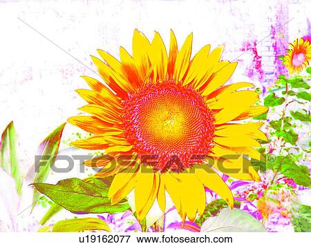 Growth, Sunflower, Blossom, Yellow, Close-Up, Beauty In Nature View Large Photo Image Stock Photo - Growth, Sunflower, Blossom, Yellow, Close-Up, Beauty In Nature. Fotosearch