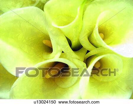 Plant Life, Flower Head, Flower, Effects, Stamen View Large Photo Image Stock Image - Plant Life, Flower Head, Flower, Effects, Stamen. Fotosearch