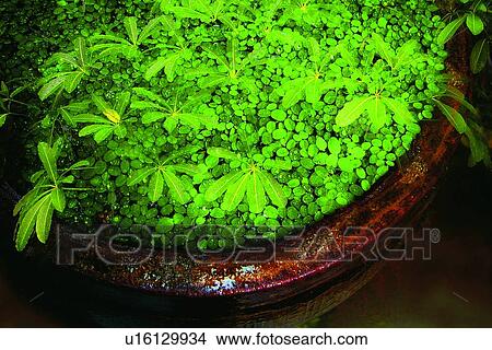 Potted Plant, Green, Plant Life, Close-Up View Large Photo Image Picture - Potted Plant, Green, Plant Life, Close-Up. Fotosearch