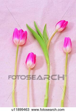 , background, plant, green, leaf, flower View Large Photo Image Stock Image - , background, plant, green, leaf, flower. Fotosearch