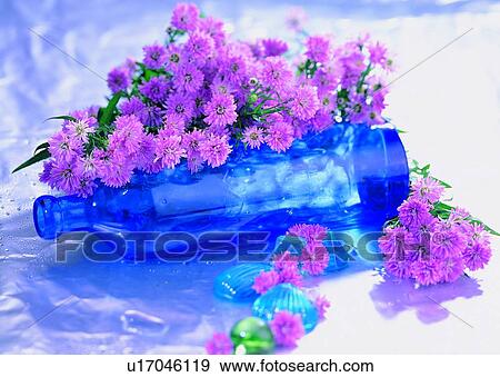 Stock Photo - , blue, daisy, water drop, flower, plant, vase. Fotosearch
