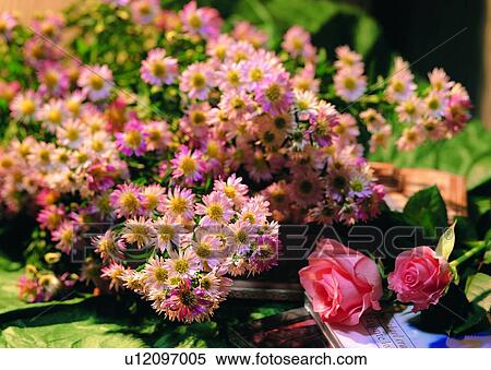 Stock Photography - , daisy, rose, plant, flower, leaf. Fotosearch