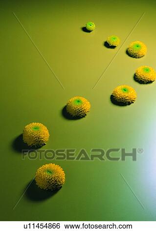 , flower, ground, plant, chrysanthemum, yellow View Large Photo Image Stock Photograph - , flower, ground, plant, chrysanthemum, yellow. Fotosearch