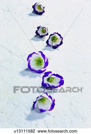 Stock Image - , flower, ground, plant, pistil. Fotosearch