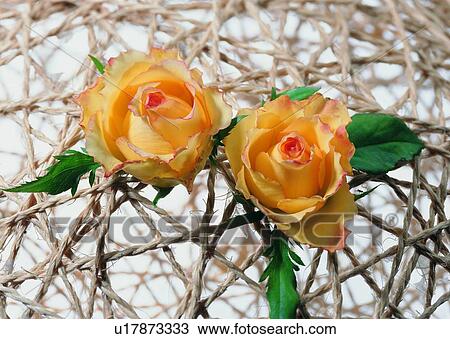 Stock Image - flower, leaf, plant, rose, rope, colorful. Fotosearch