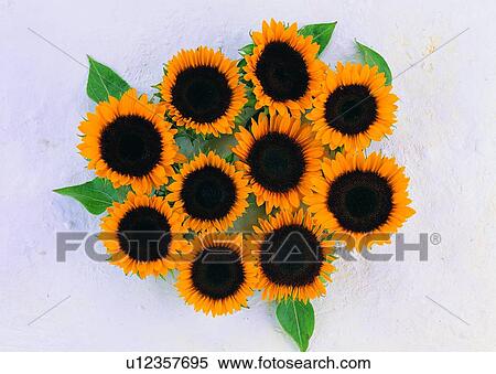 Stock Photography - , flower, leaf, plant, sun flower, ground. Fotosearch