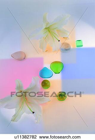 Stock Image - , flower, lily, stone, plant, sea shell. Fotosearch