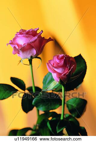 , flower, pink, rose, plant, leaf View Large Photo Image Stock Photograph - , flower, pink, rose, plant, leaf. Fotosearch