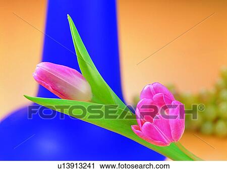 , flower, pink, tulip, plant, purple vase View Large Photo Image Stock Image - , flower, pink, tulip, plant, purple vase. Fotosearch