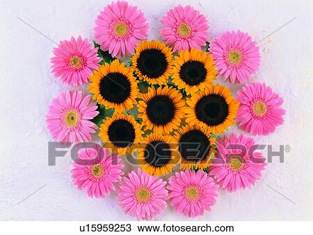 Stock Image - , flower, plant, leaf, pink, ground. Fotosearch