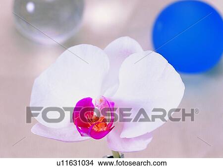 , flower, plant, marble, white, orchid View Large Photo Image Picture - , flower, plant, marble, white, orchid. Fotosearch
