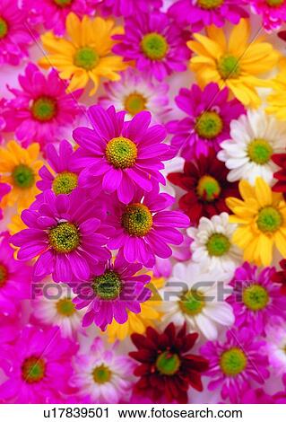 Stock Image - , flower, sun flower, pink, white, yellow. Fotosearch