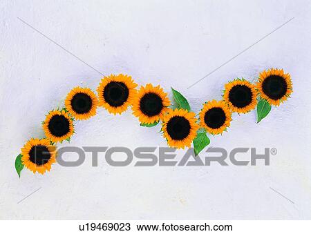 flower, sun flower, plant, ground, leaf, colorful View Large Photo Image Stock Image - flower, sun flower, plant, ground, leaf, colorful. Fotosearch