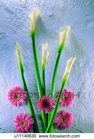 , flower, sun flower, plant, narcissus View Large Photo Image Stock Image - , flower, sun flower, plant, narcissus. Fotosearch