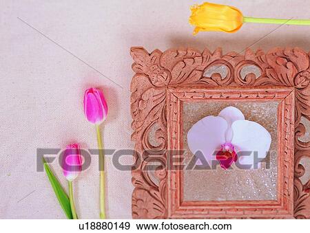 flower, tulip, plant, orchid, white, colorful View Large Photo Image Stock Photo - flower, tulip, plant, orchid, white, colorful. Fotosearch