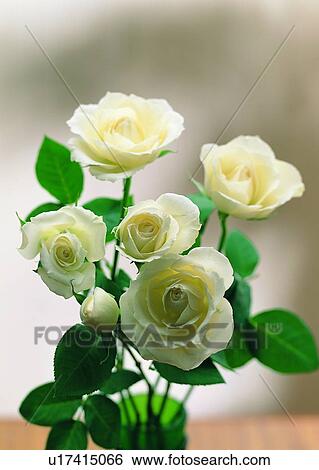 , flower, vase, rose, plant, leaf View Large Photo Image Stock Photograph - , flower, vase, rose, plant, leaf. Fotosearch
