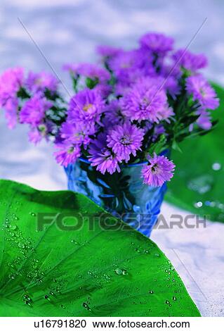 Stock Image - leaf, blue, flower, water drop, plant, vase. Fotosearch
